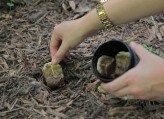 The Magic of Used Tea Bags: 7 Tips to Get the Most Out of Your Brew