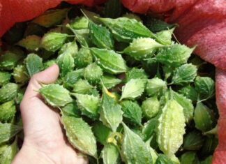 The Ultimate Hack to Tone Down the Bitterness of Bitter Gourd for Everyone’s Palate