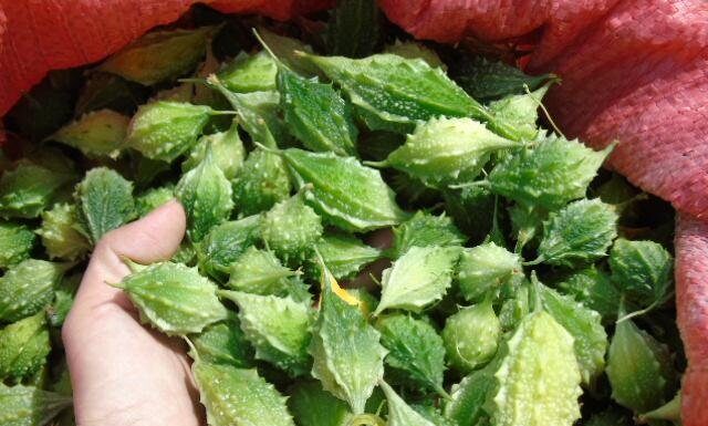 The Ultimate Hack to Tone Down the Bitterness of Bitter Gourd for Everyone’s Palate