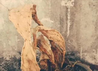 The Year of the Dragon: 4 Things You Should Never Throw Away for Abundant Wealth in the Year of the Snake