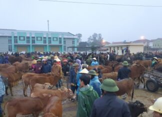 The Ultimate Livestock Trading Destination: Witnessing the Bustling Vibe of Nghe An’s Renowned Market
A vibrant and colossal livestock fair in Nghe An captivates the nation, attracting thousands of enthusiastic traders.