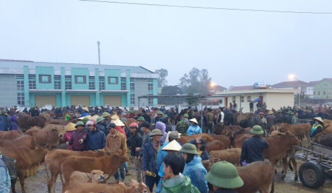The Ultimate Livestock Trading Destination: Witnessing the Bustling Vibe of Nghe An’s Renowned Market
A vibrant and colossal livestock fair in Nghe An captivates the nation, attracting thousands of enthusiastic traders.