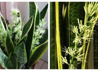The Power of the Snake Plant: Attract Wealth and Fortune with this 2-Year-Old Plant