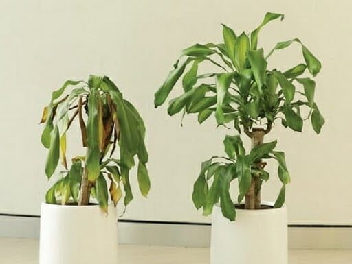 The Dragon Year’s 4 Treasures: How to Maximize Luck and Prosperity When the Snake Year Brings Challenges