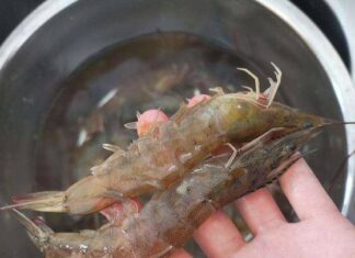 The Ultimate Guide to Buying Shrimp: Avoid These 4 Types at All Costs