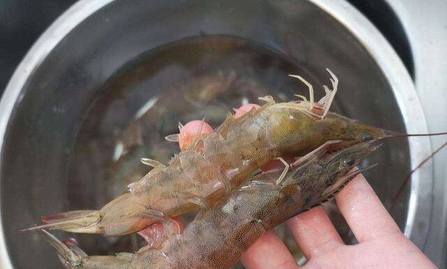 The Ultimate Guide to Buying Shrimp: Avoid These 4 Types at All Costs