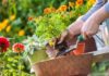 “The Secret Ingredient to a Thriving Garden: Unlocking Nature’s Miracle Fertilizer”