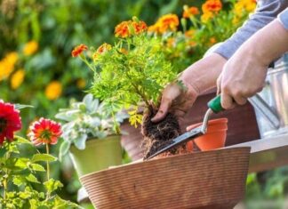 “The Secret Ingredient to a Thriving Garden: Unlocking Nature’s Miracle Fertilizer”