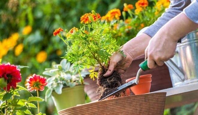“The Secret Ingredient to a Thriving Garden: Unlocking Nature’s Miracle Fertilizer”