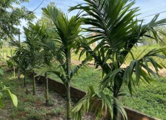 The Magic Tree: Nurture This Plant to Attract Wealth and Prosperity