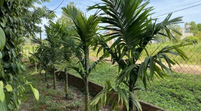 The Magic Tree: Nurture This Plant to Attract Wealth and Prosperity