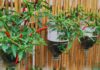 The Magic of Mineral Water Bottles: How One Man Grew 5 Chilli Plants and Reaped a Spicy 40kg Harvest