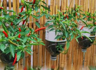 The Magic of Mineral Water Bottles: How One Man Grew 5 Chilli Plants and Reaped a Spicy 40kg Harvest