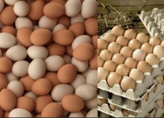 The Ultimate Guide to Egg Storage: How to Keep Your Eggs Fresh for a Year Without Refrigeration