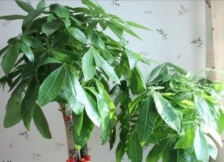 The Ancient’s Wisdom: ‘Plant These 3 Trees to Attract Wealth and Prosperity for Generations’