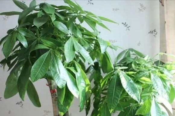 The Ancient’s Wisdom: ‘Plant These 3 Trees to Attract Wealth and Prosperity for Generations’