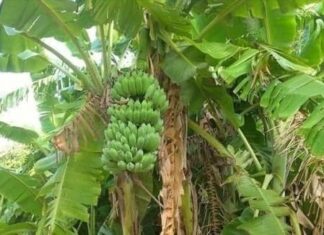 Title: Ancestral Advice: The Four Plants That Bring Doom When Grown in the Front Yard, and the Ones That Guard Your Wealth at the Back.