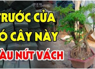 Title: Three Trees You Should Never Cut Down: The Secret to Prosperity?