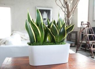 The Ancient Secret to a Prosperous Home: Unveiling the 3 ‘Yang Energy’ Plants for an Abundance of Good Fortune