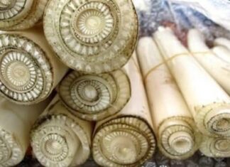 “The Ultimate Superfood: Uncovering the Secrets of the ‘Longevity Vegetable'”