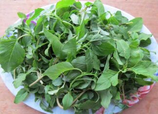 The Ultimate Guide to Pesticide-Free Produce: Unveiling the Top 2 Vegetables with the Least Pesticide Residue.