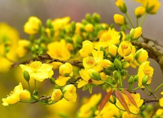 The Festive Flowers of Fortune: Unveiling the Surprising Health Benefits of these Blooming Beauties