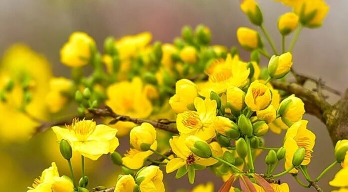 The Festive Flowers of Fortune: Unveiling the Surprising Health Benefits of these Blooming Beauties