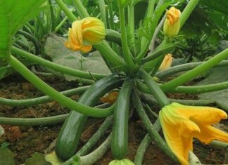 What Vegetables and Fruits Should You Plant in March?