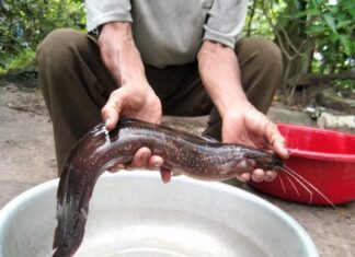 4 Types of Fish That Cannot Be Farmed: A Smart Shopper’s Guide