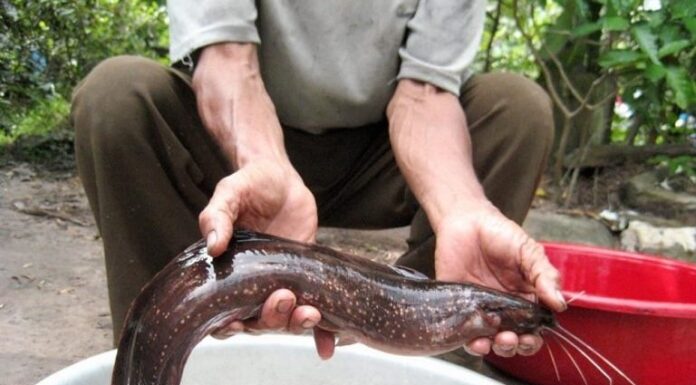 4 Types of Fish That Cannot Be Farmed: A Smart Shopper’s Guide