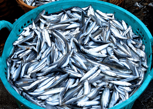 The Ultimate Seafood Guide: 5 Delicious and Nutritious Fish to Look Out For at the Market, Offering Benefits Similar to Ginseng and Bird’s Nest.