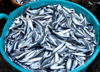 3 Types of Fish You Should Buy Without Hesitation When Spotted at the Market, Free of Chemical Treatment