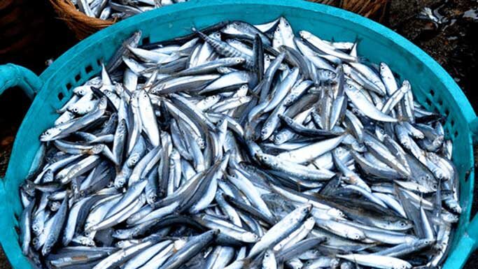 3 Types of Fish You Should Buy Without Hesitation When Spotted at the Market, Free of Chemical Treatment