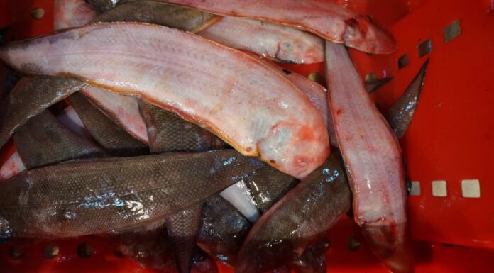 The Sweetest Catch: Indulge in This Delicacy That’s Both Tasty and Nutritious, with Little Bones to Worry About, All for Under 100 Thousand VND per kg