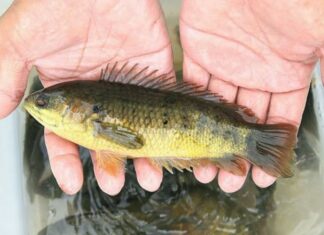 5 Types of Fish That Cannot Be Farmed: A Shopper’s Guide to the Best Wild Catch