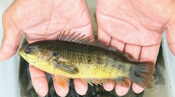 5 Types of Fish That Cannot Be Farmed: A Shopper’s Guide to the Best Wild Catch