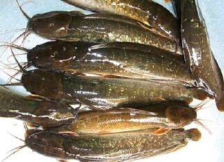 The 5 Dirtiest Fish at the Market: Filled with Parasites, Not Even Worth the Bargain