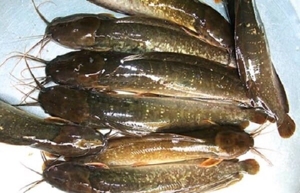 The 5 Dirtiest Fish at the Market: Filled with Parasites, Not Even Worth the Bargain