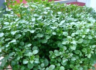 The Ultimate Superfood: Unlocking the Power of This Unassuming Vegetable.