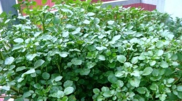 The Ultimate Superfood: Unlocking the Power of This Unassuming Vegetable.