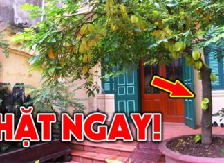 The 3 Types of Plants That Bring Bad Luck to Your Home: Unveiling the Unfortunate Flora.