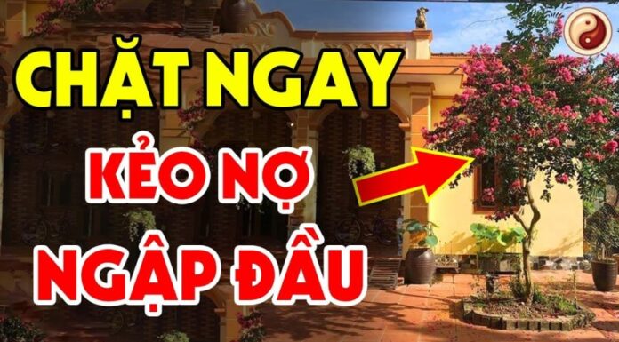 The Ultimate Guide to Home Decor: Unveiling the Three Trees and Three Items to Avoid for a Harmonious Living Space