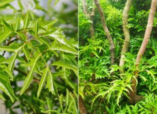 The Healing Power of Vietnamese Foxglove: 6 Natural Remedies