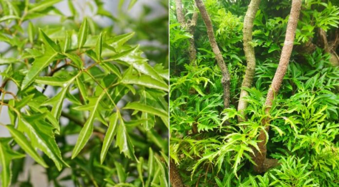 The Healing Power of Vietnamese Foxglove: 6 Natural Remedies