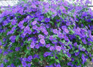 The Ultimate ‘2-in-1’ Flower: A Stunning Combination of Bougainvillea and Snake Jasmine, Blooming All Year Round, Perfect for Your Balcony Garden