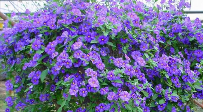 The Ultimate ‘2-in-1’ Flower: A Stunning Combination of Bougainvillea and Snake Jasmine, Blooming All Year Round, Perfect for Your Balcony Garden