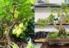 The Magic of Planting a Carambola Tree: Unlocking Prosperity for Your Home and Age