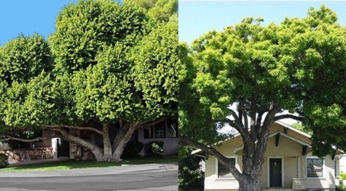 The Ancient’s Wisdom: A Cautionary Tale of Planting Trees
“Beware the ill-fated tree that stands before your home, for it brings ruin upon your family. Its presence casts a shadow over your prosperity, withering your fortune and health. Seek solace in the verdant trees that bring life and vitality to your abode.”