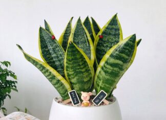 Unleash Wealth and Prosperity: The Power of the Snake Plant’s Placement in Your Home