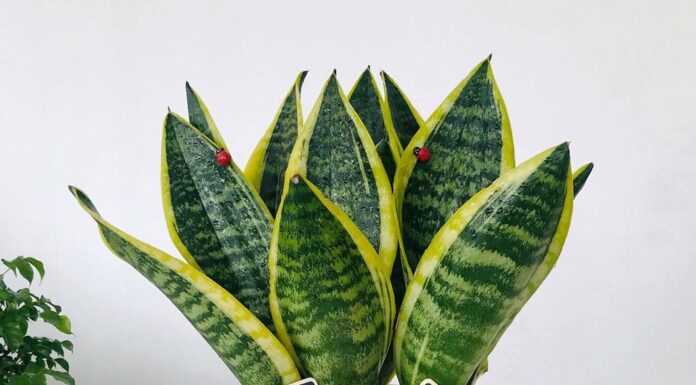 Unleash Wealth and Prosperity: The Power of the Snake Plant’s Placement in Your Home